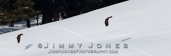 Bald Eagles in Flight