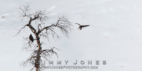 Bald Eagle with Golden Eagle