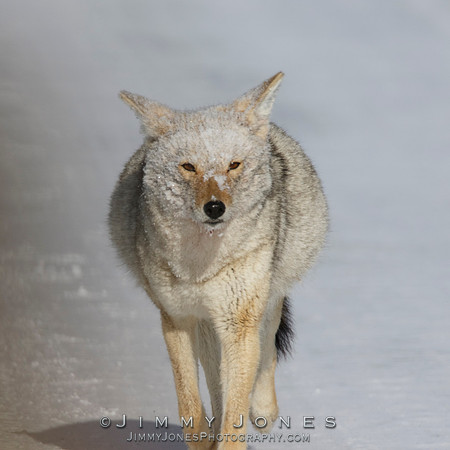 Coyote After Feeding