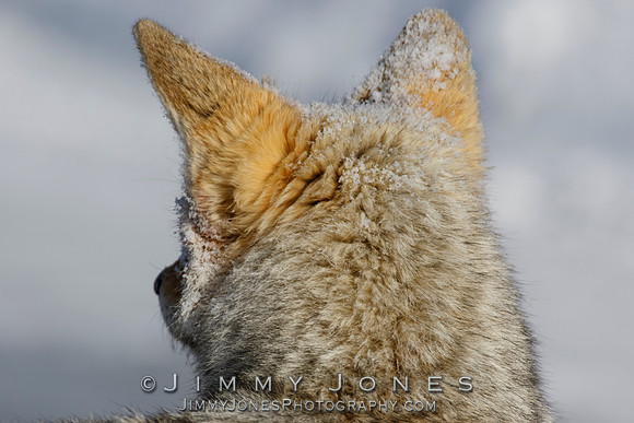 Coyote