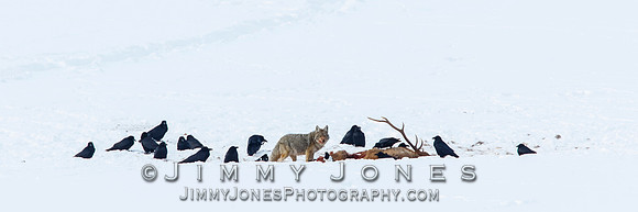 Coyote at Elk Kill