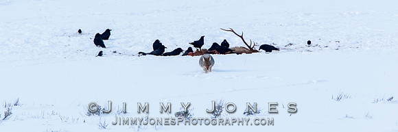 Coyote After Feeding at Elk Kill