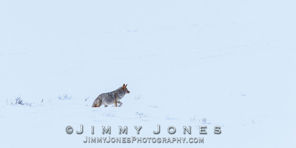 Coyote