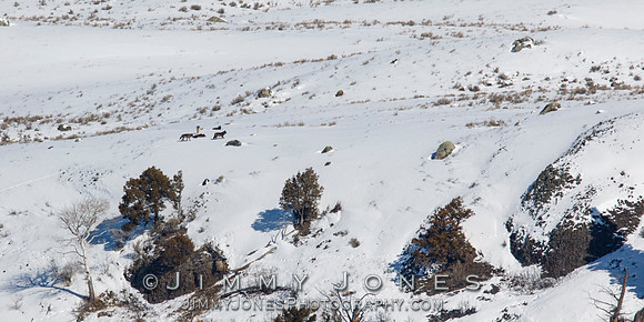 Junction Butte Wolves