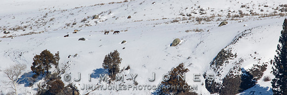 Junction Butte Wolves