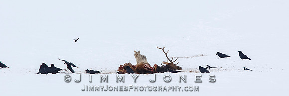 Coyote at Elk Kill