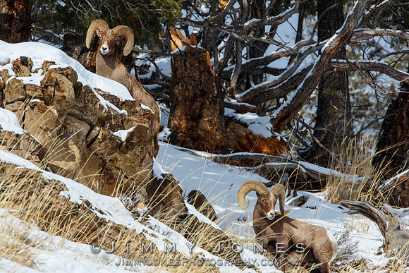 Big Horn