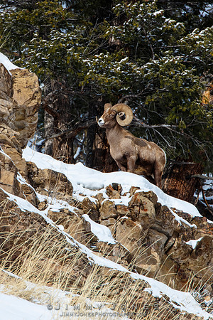Big Horn