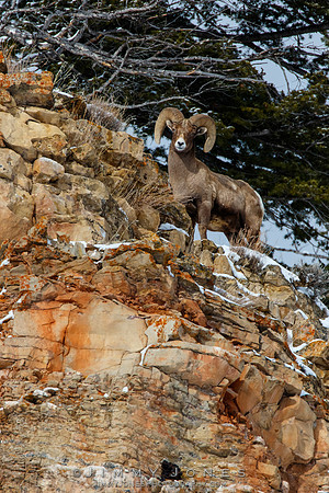 Big Horn