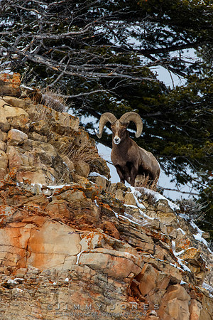 Big Horn