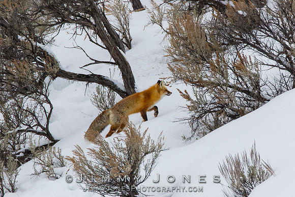 Red Fox