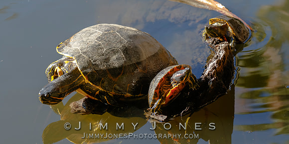 Red-eared sliders