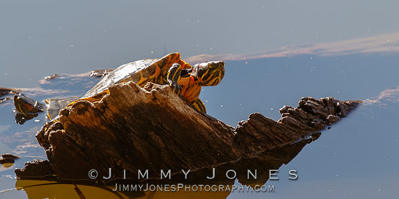 Red-eared slider