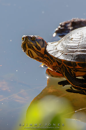 Red-eared slider