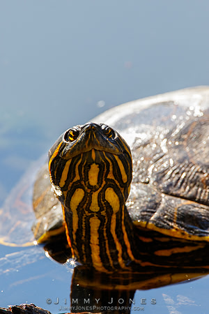 Red-eared slider