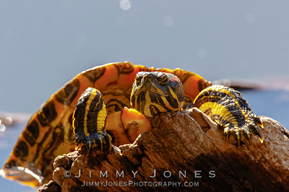 Red-eared slider