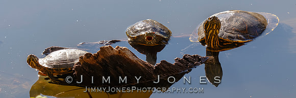 Red-eared sliders