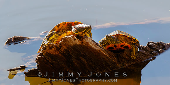 Red-eared sliders