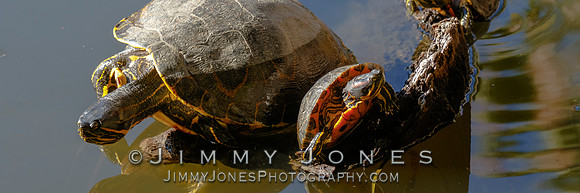 Red-eared sliders