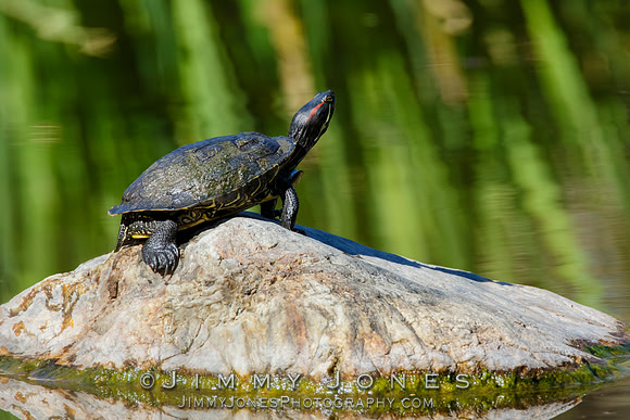 Red-eared slider