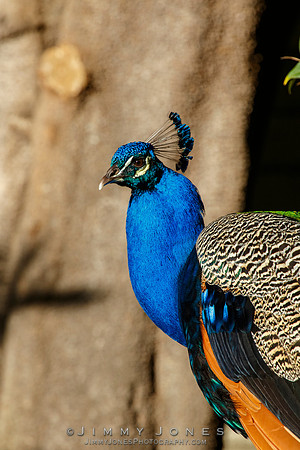 Peacock