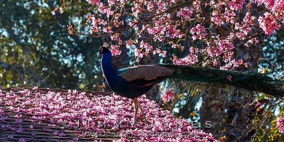 Peacock