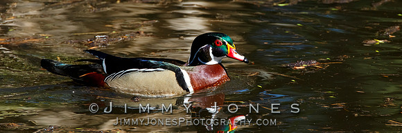 Wood Duck