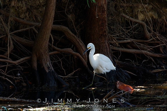 Snowy Egret