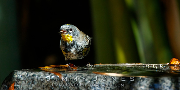 Yellow-rumped Warbler