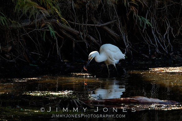 Snowy Egret
