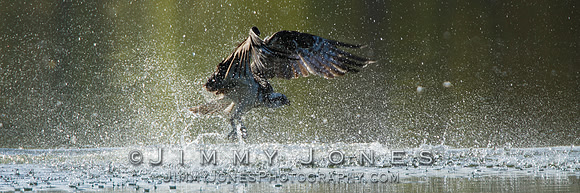 Osprey