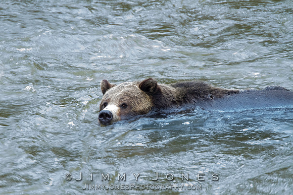 Grizzly Bear Boar Swimming / River Crossing