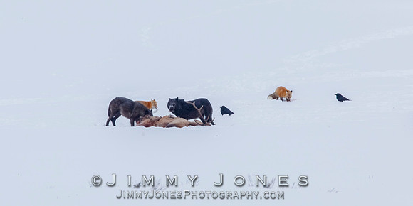 Lamar Canyon Wolves with Fox at Elk Kill