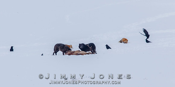 Lamar Canyon Wolves with Fox at Elk Kill
