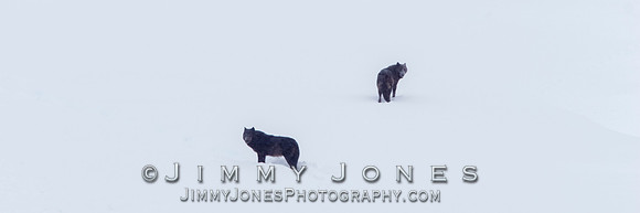 Lamar Canyon Wolves