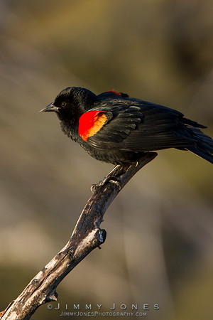 Red-Winged Blackbird