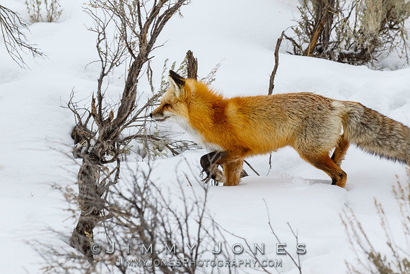 Red Fox