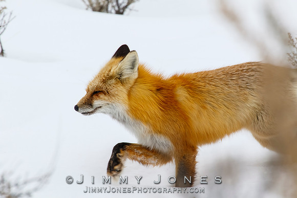 Red Fox