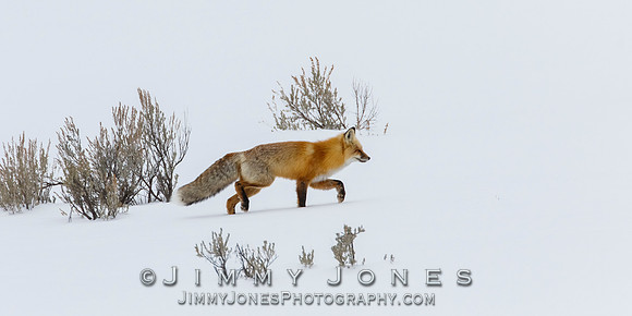 Red Fox