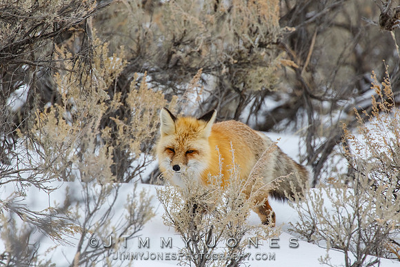 Red Fox