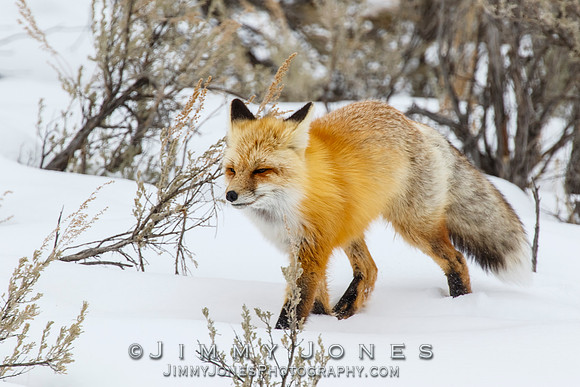 Red Fox