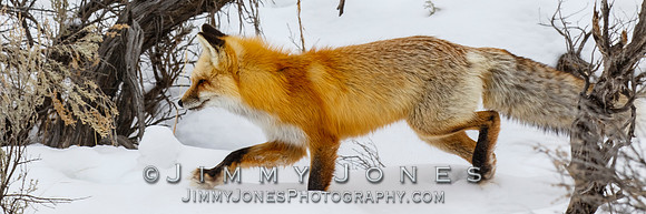 Red Fox