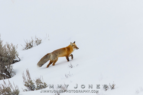 Red Fox