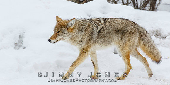 Coyote