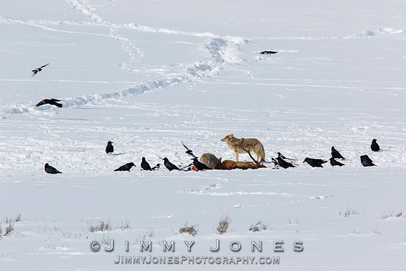 Coyotes at Elk Kill