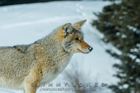 Coyote