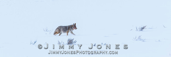 Coyote