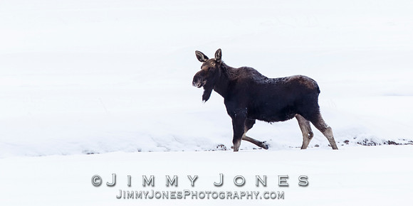 Moose