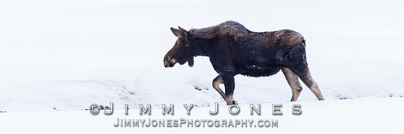 Moose