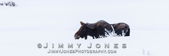 Moose